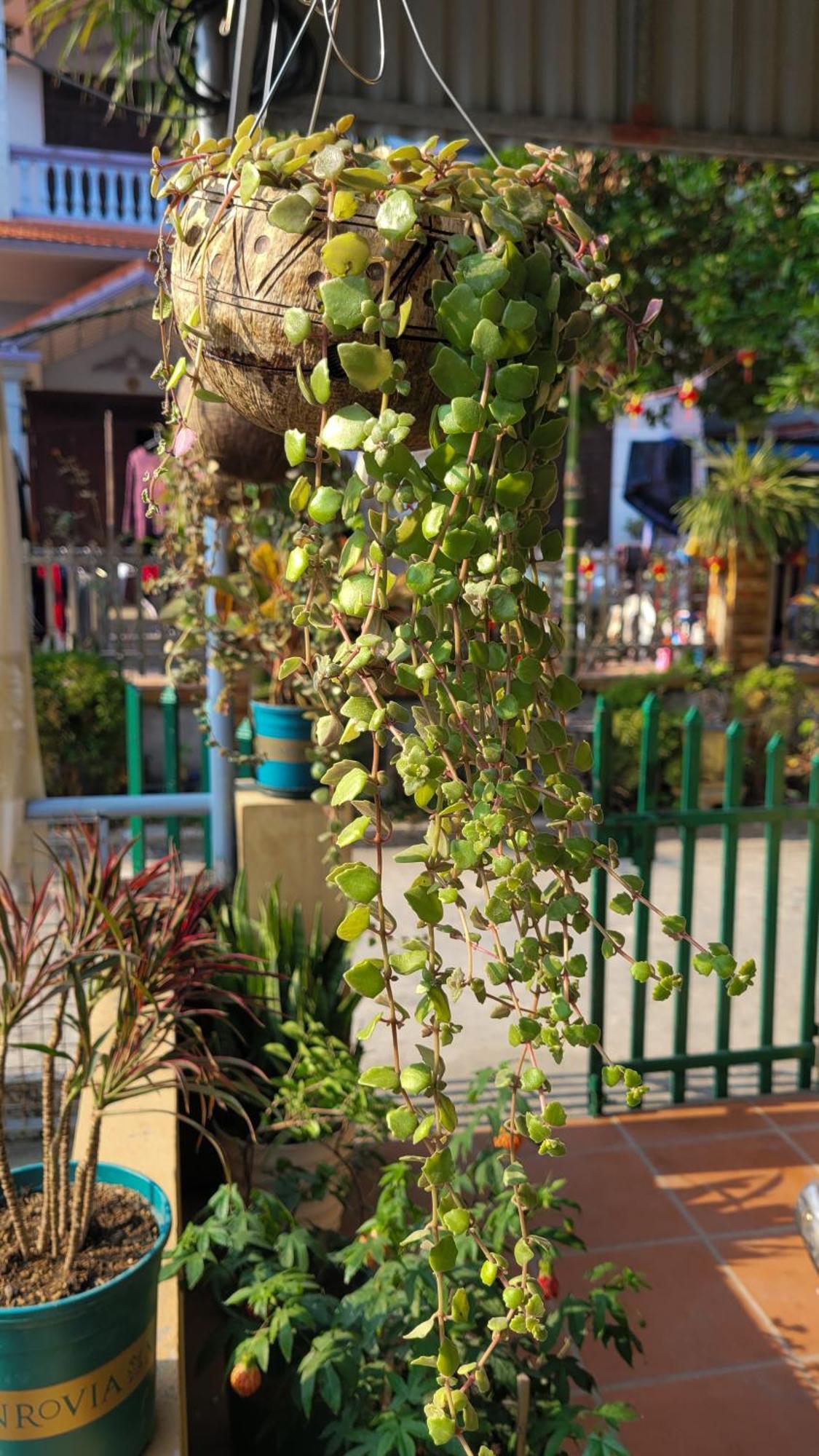 Tiny Garden House Cat Ba Hotel Chan Chau Exterior foto