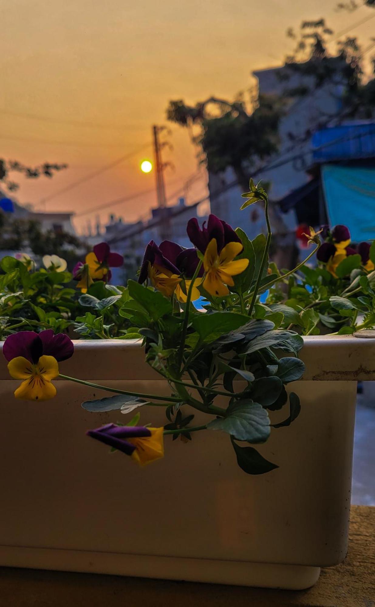 Tiny Garden House Cat Ba Hotel Chan Chau Exterior foto